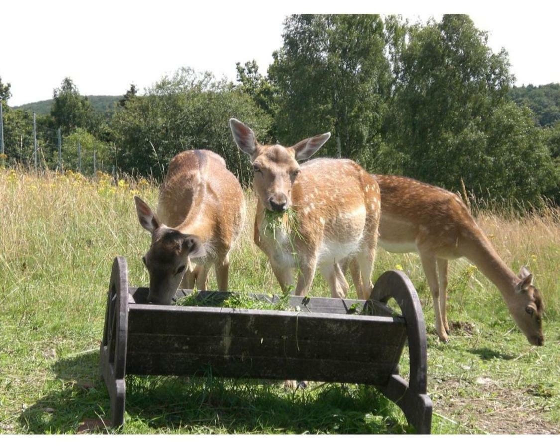 Panorama Ferien Hotel Harz Güntersberge Eksteriør billede